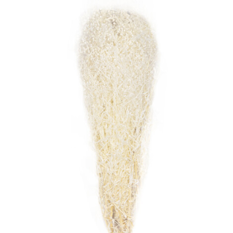 Decoration: Gypsophila Mini Dried; 50gms, White 1