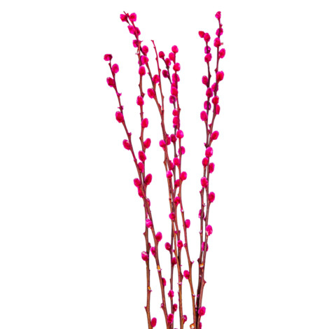 Decoration: Pussy Willow; 110-120cm, 8pcs, Fuchsia 1