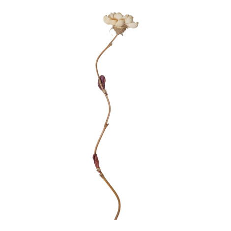 Bamboo Stick Dry Flower Lotus Design, White 1